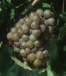 Piquepoul gris g grappe .jpg