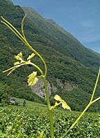 Arvine bo gr4716.jpg