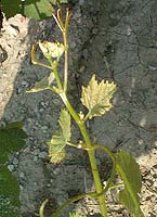 Chardonnay bo 873.jpg