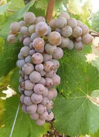 Semillon rs fr g1 08.jpg