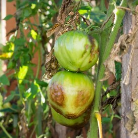 Tomate Maladies.jpg