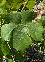 Etraire fe gr4710.jpg