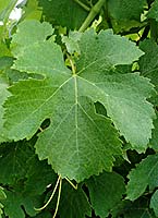 Crouchen fe g1 08.jpg