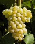Grenache blanc g2bis cs cr.jpg