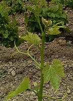 Grenache bo 2281.jpg