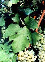 Folignan fe inra.jpg