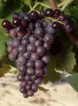 Brachet n grappe .jpg