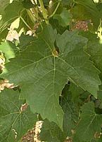 Colobel fe 1989.jpg