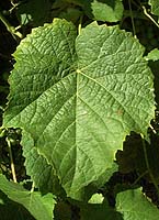Petit verdot fe 1784.jpg