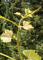 Ignea bo t3858.jpg