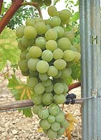 Amandin fr g1 09.jpg