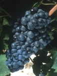 Tannat n grappe .jpg