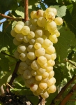 Chenin g2 cs cr.jpg