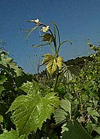 Calitor bo 3056.jpg