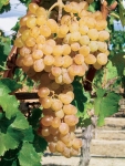 Danuta grappe.jpg