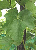 Souvignier gris fe www.brabantsewijnbouwers.nl.jpg