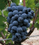 Brun fourca grappe.jpg