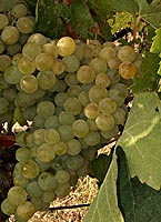 Carignan bl fr 3719.jpg