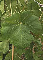 Tourbat fe p4978.jpg