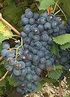 Cinsaut fr 3.jpg