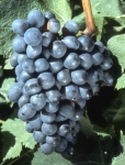Plant droit n grappe .jpg