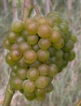Ravat blanc grappe.jpg