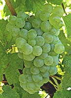 Merlot bl fr g08 01.jpg