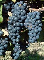 Negrette fr 1469.jpg
