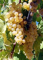 Pagadebiti fr www.passerinawine.it.jpg