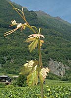 Sereneze bo gr4701.jpg