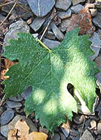 Onchette fe 048 vignerons-trieves.com.jpg
