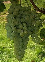 Claveriefr 1405.jpg