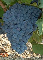 Grenache no fr 1.jpg