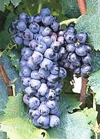 Teoulier no fr eu-vitis de.jpg
