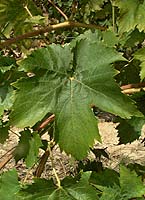 Sulima fe g4859.jpg