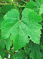 Moschofilero fe 1 pl-40ntgrape.jpg