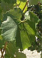 Furmint fe mtp 5381.jpg