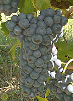 Humagne no fr 3240.jpg