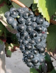 Negrette g2.jpg