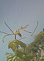 Tourbat bo 2593.jpg