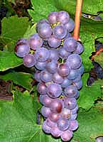 Grolleau gr fr b458.jpg