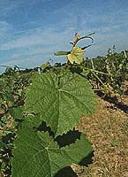 Valdiguie bo g3052.jpg