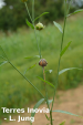 0613 lin-p-botrytis-jung.png