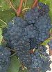 Tannat fr 1.jpg