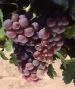 Grenache gris grappe .jpg