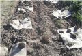 Sol mal préparé (trop grossièrement). Paillage mal maintenu au sol qui ne résistera pas au passage de la faune et aux intempéries. Absence de protection : pas de piquet ni de gaine, pas de clôture autour de la parcelle : les bambous ne servent pas à grand chose, même pas à repérer les plants car leur couleur ne le permet pas.