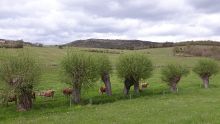 Illustration Formation cl-ag-agrof.jpg