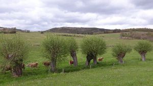 Illustration Formation cl-ag-agrof.jpg