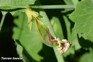 PO Botrytis 1-min.jpg