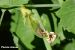 PO Botrytis 1-min.jpg